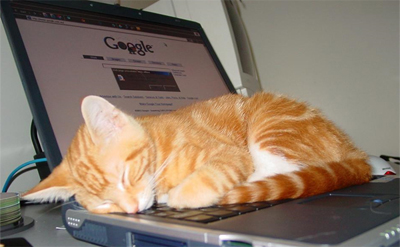 GoogleCat